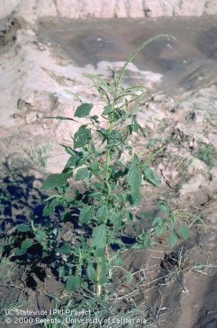 Mature plant of Palmer amaranth.