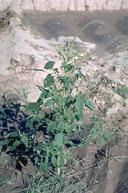 Mature plant of Palmer amaranth.