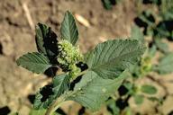 Redroot pigweed