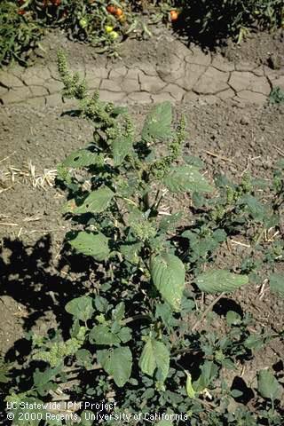 Mature plant of redroot pigweed.