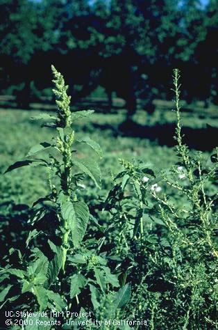 Mature plant comparison of leaf shapes between redroot pigweed and tumble pigweed. Credit: Jack Kelly Clark
