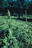 Redroot pigweed