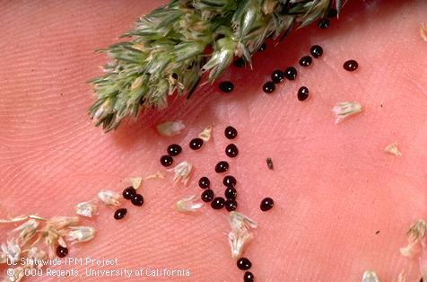 Seed showing oval shape and shiny black color, 1X; Davis, CA. . Credit: Jack Kelly Clark