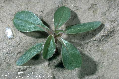 Seedling of redroot pigweed.