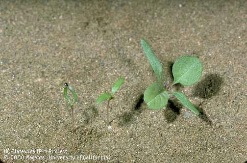 Seedling of redroot pigweed.