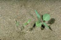 Redroot 
				pigweed seedlings.