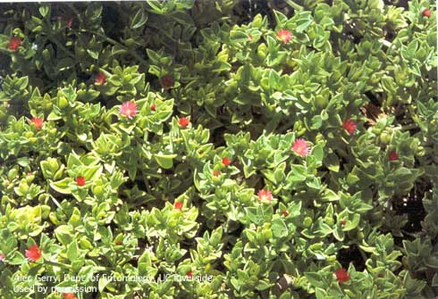 Red apple, <i>Aptenia cordifolia,</i> a succulent ground cover plant.