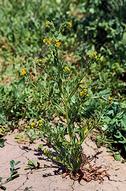 Coast fiddleneck