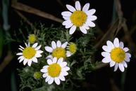 Mayweed chamomille