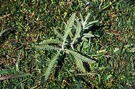 Common yarrow