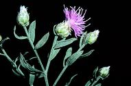 Russian knapweed