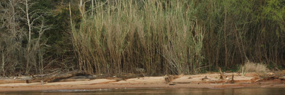 The edge of a body of water with a dense patch of tall canes growing on the banks. Credit: Chris Evans, University of Illinois, Bugwood.orgLicensed under a Creative Commons Attribution-Noncommercial 3.0 License