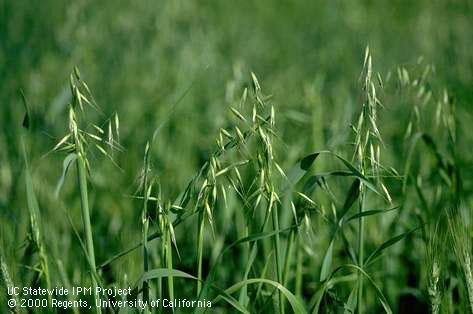 Mature plant of wild oats, <I>Avena fatua</I><TT>.</TT>.