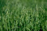 WIld oat