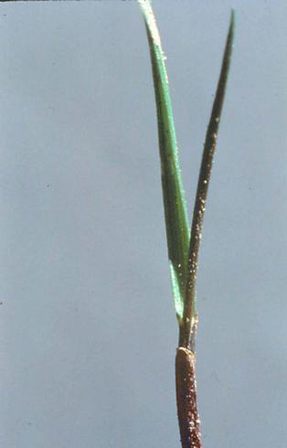 Seedling of quackgrass, <I>Elytrigia repens.</I>.