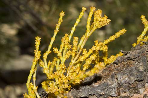 Dwarf mistletoe, <i>Arceuthobium campylopodum,</i> on a branch of ponderosa pine.