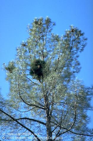 Infestation of foothill pine dwarf mistletoe.