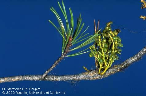 Dwarf mistletoe infesting a pine branch.