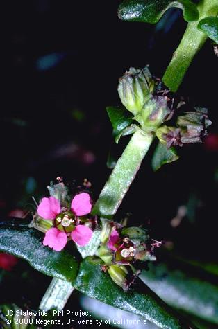 Flower clusters at leaf axils showing rose petals, 1X; . Credit: Jack Kelly Clark
