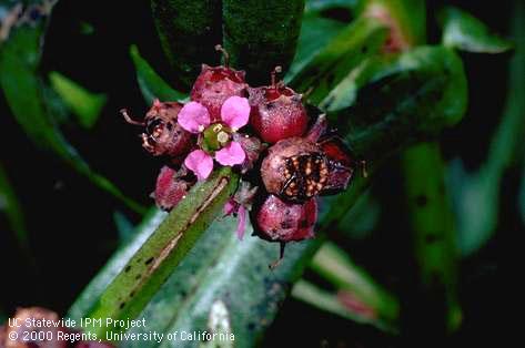 Fruit clusters on stem, 1X; . Credit: Jack Kelly Clark