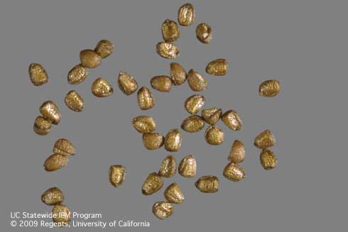 Purple ammannia (Ammannia coccinea) seeds. Credit: Jack Kelly Clark