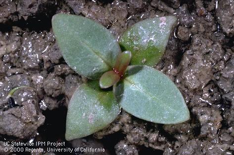 Seedling showing dark green, triangular leaves; . Credit: Jack Kelly Clark