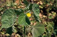 Velvetleaf