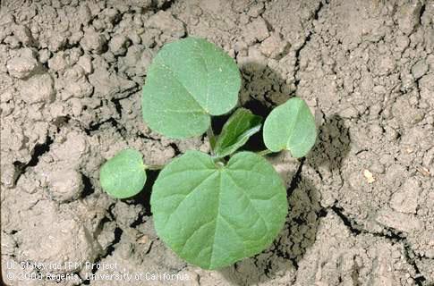 Seedling of velvetleaf.