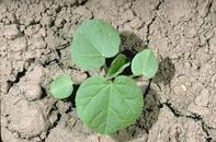 Seed leaves of velvetleaf 
				plant.