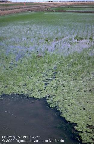 Infestation of algae.