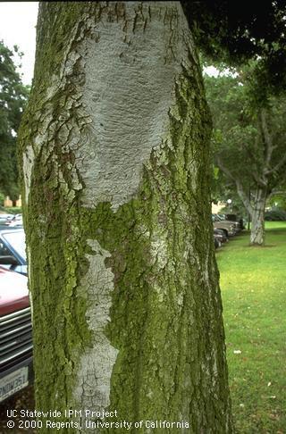 Innocuous green algae growing on the trunk of a coast live oak.