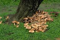 Armillaria root rot (oak root fungus).