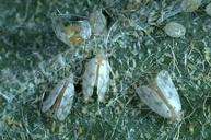 Photo of giant whitefly