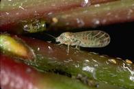 Acacia psyllid adult