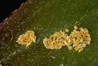 Acacia psyllid eggs