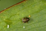 Acacia psyllid nymph