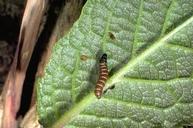 Mature larva of peach twig borer.