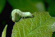 Larva of the spring cankerworm, Paleacrita vernata.