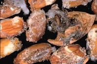 Navel orangeworm pupae are encased in woven cocoons that may be found within webbing and frass inside nuts.