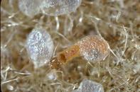 Navel orangeworm egg and newly hatched larva.