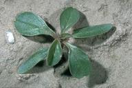 Pigweed seedling.