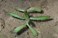 Seedling of coast fiddleneck.