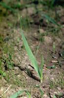 Wild oats seedling.