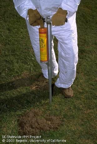 Using a hand-held automatic bait dispenser to place bait in the burrow of a pocket gopher. 