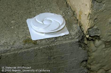 Ant bait station containing fipronil bait next to the foundation of a house.