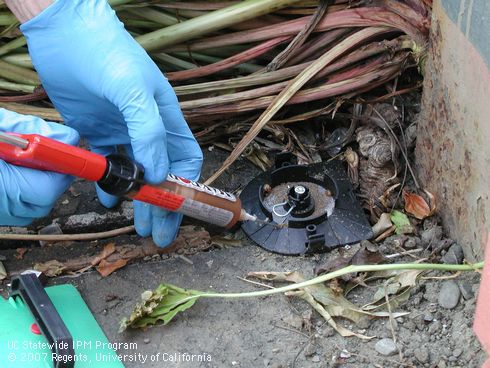 Gel bait is injected into an outdoor, refillable bait station to kill cockroaches.