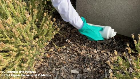 Person applying granular pesticide to a landscape bed. 