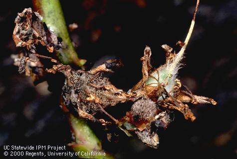 Green fruit rot, jacket rot, blossom rot.