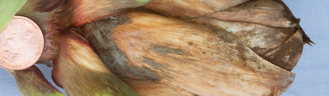 Brown bracts and gray fungus growth on artichoke infected with gray mold, caused by Botrytis cinerea.