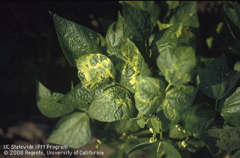 A dry bean plant with alfalfa mosaic has yellow pattern symptoms on its leaves caused by <I>Alfalfa mosaic virus</I>.